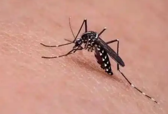 今年“最毒”的蚊子批量北移？亮潔滅蚊專(zhuān)家講解宿遷滅蚊方法